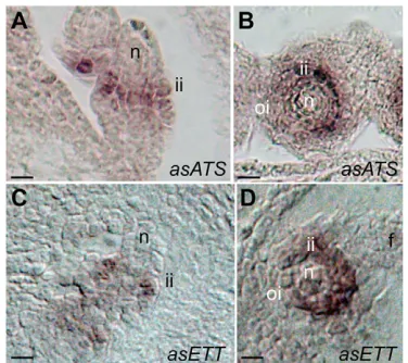 Fig. 2. ATSin situ hybridizations on young (A,C) and mature (B,D) wild-typeArabidopsisfuniculus; n, nucellus; ii, inner integument; oi, outer integument