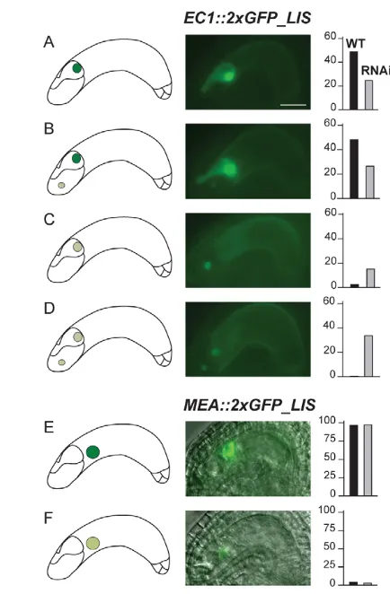 Fig. 3. DD45::lis (RNAi)2xGFP_LIS reporter. cell expression with (B) and without (A) weak synergid expression.( results in egg cell-specific reduction of a(A-F)Frequencies of different fluorescencepatterns (in %) observed in DD45::lis (RNAi)/- (T2-4) plan