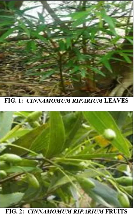FIG. 1:    Nehru Tropical Botanic Garden and Research CINNAMOMUM RIPARIUM LEAVES                                Institute (JNTBGRI), Palode, Trivandrum, Kerala, 