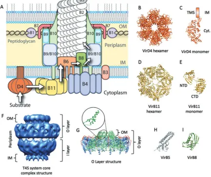 Fig. 1. Schematic model of the VirB/D4 system ofA. The experimentally predicted locations of VirB/D4 components ofidentiﬁed during substrate secretion through the VirB/D4 system inB