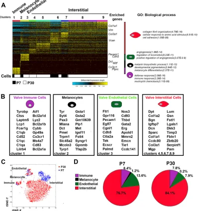 Fig. 2. Gene expression signatures for the four main heart valve cell populations present in P7 and P30 aortic and mitral valve leaflets