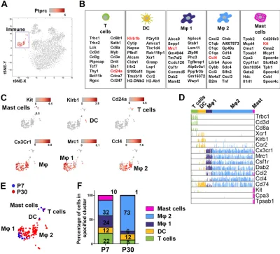Fig. 3. Heart valve immune cells consist of five populations, including two different macrophage subpopulations