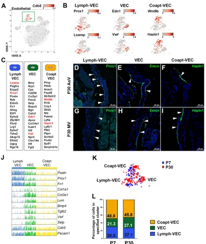 Fig. 4. Endothelial cells include three subpopulations with spatially distinct localization in mitral and aortic valves