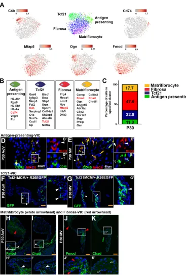 Fig. 6. P30 valve interstitial cellsinclude four subpopulations withstaining (DEred arrowheads) in the AoV hingeregion (H,Hneonatal (P0-P2) induction of Crerecombinase (representative of(H,J) Fmod staining indicatesmatrifibrocytes (Chaddiverse biological p