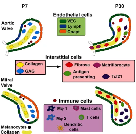 Fig. 7. Summary of mouse heart valve cell populations found in aortic andmitral valve leaflets, including differentiation of interstitial cells duringpostnatal development.