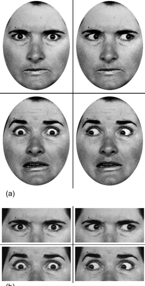 Figure 1 . Example of stimuli used in Experiment 1 (a) and 2 (b). Top left: angry expression with direct gaze, Top right: angry expression with averted gaze, Bottom left: fearful expression with direct gaze, Bottom right: fearful expression with averted ga