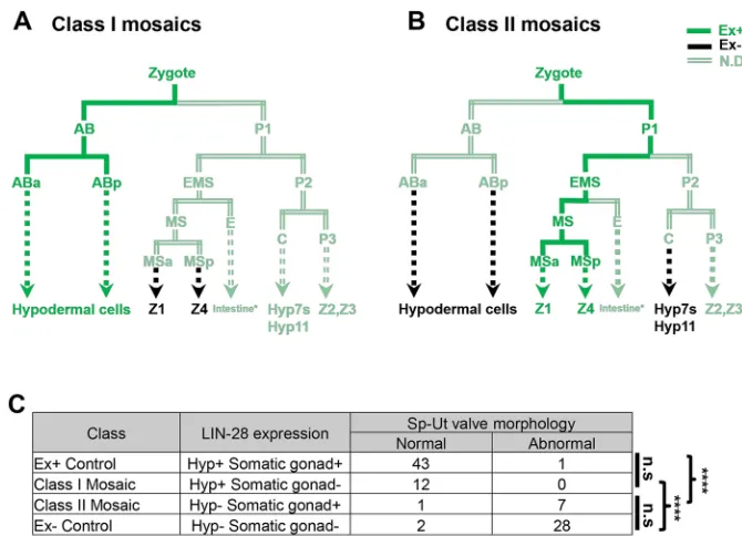 Fig. 8. lin-28(lf)the extrachromosomal array maEx265[lineage and probably also in P2 or C)