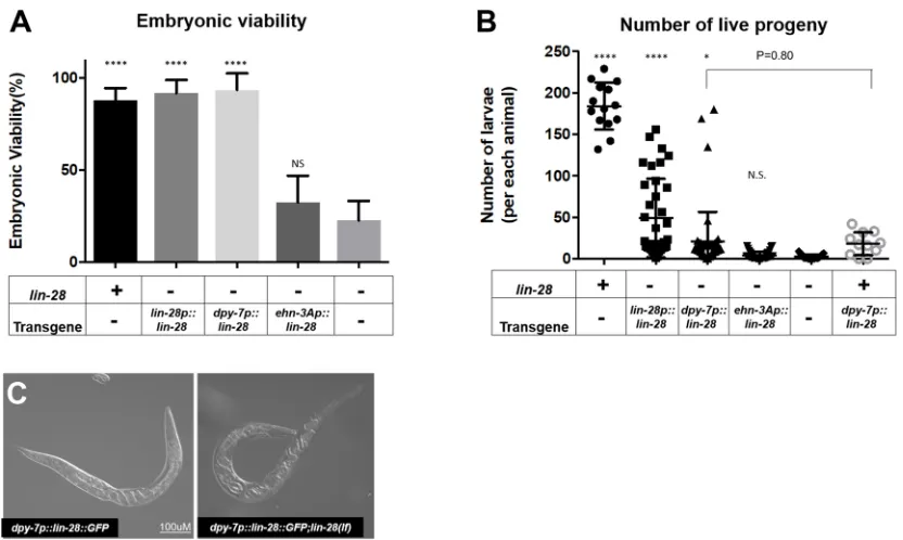 Fig. 9. Hypodermal expression of lin-28Progeny numbers fortest compared withto those of28(n719)not enhance the viability ofall other strains