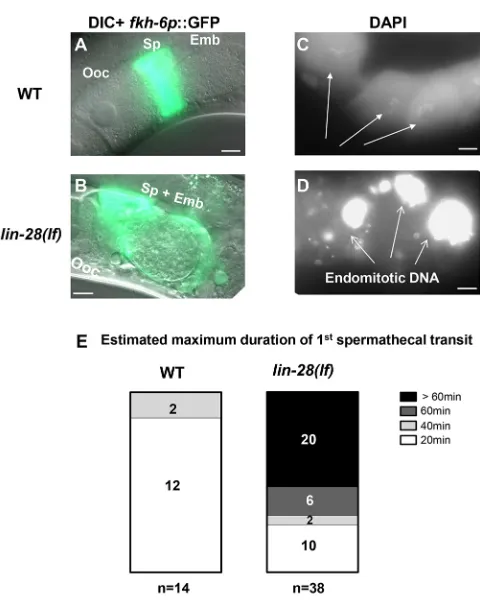 Fig. 2. lin-28(lf) hermaphrodites have defects in exit of embryos fromthe spermatheca, and defects in ovulation
