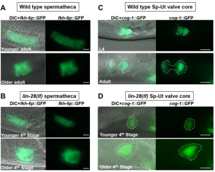 Fig. 3. lin-28(lf)(D) InL4-adult developmental progression of a wild type and‘(A,B) In both wild type andsimilar sac-like structures in older adults (A,B, lower panels)