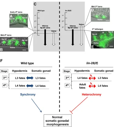 Fig. 6. Heterochronic development of the hypodermis, relative to the somatic gonad, in lin-28(lf)middle of the 3rd larval stage (D), whereas somatic gonadal expression ofanimals, timing of hypodermis development and somatic gonadal development are synchron