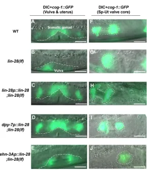 Fig. 7. Hypodermal expression of lin-28cog-1::GFPas in wild type (A). In contrast, bothandprecociously in the vulva