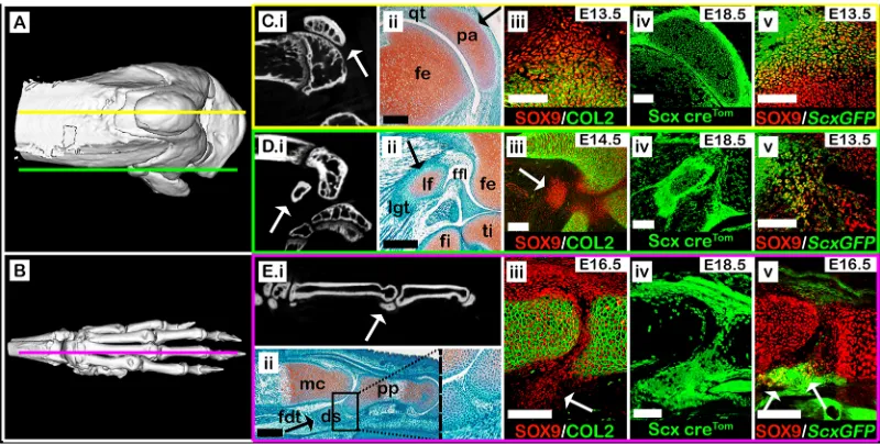 Fig. 1. Sesamoid bones arise from Sox9+/Scx+ progenitors. (A,B) Micro-CT scans of an adult knee (A) and forelimb autopod (B)