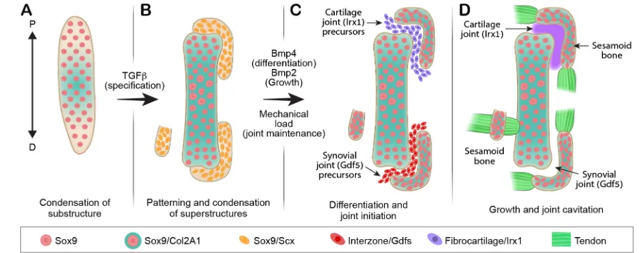 Fig. 5. Molecularandmechanical signalsfacilitate development andanatomical variation of sesamoid bones