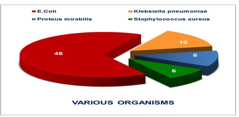 Figure 3: Pie chart showing distribution of various organisms 