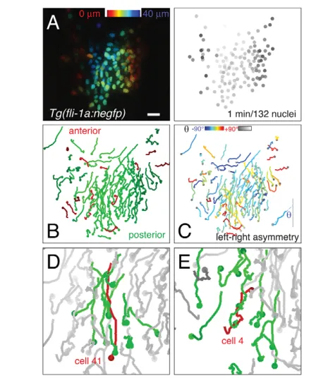 Fig. 7. Asymmetric migration patterns of zebrafish endocardialnuclei. of a target cell (cell 41) and its nearest neighbors