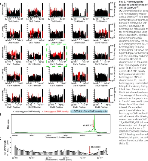 Fig. 3. Homozygosity