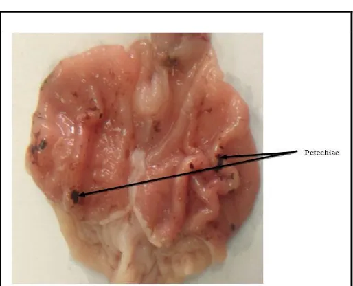 Figure 3: Photograph of rat gastric mucosa treated with "Sarenta" showing normal mucosa
