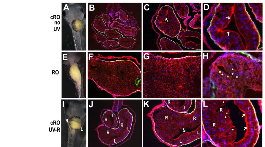 Fig. 3. Caged Rockout locally affects gut epithelial morphogenesis in a light-dependent manner
