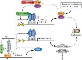Fig. 1 . The ‘core’ circadian clock. The molecular