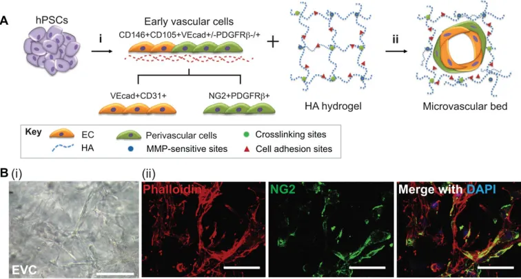Fig. 2. Engineered vascular network from pluripotent stem cells within a hyaluronic acid hydrogel matrix