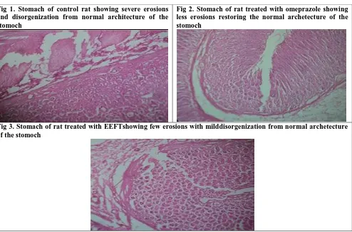 Fig 1. Stomach of control rat showing severe erosions and disorgenization from normal architecture of the 