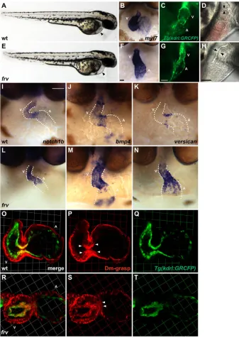 Fig. 1. The frv mutation disrupts