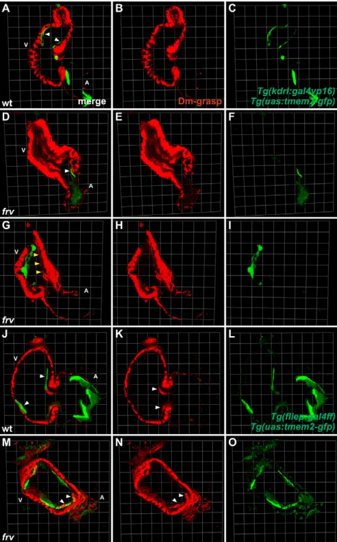 Fig. 2. The frv locus encodes the transmembrane protein Tmem2.(A)Meiotic and physical maps of the zebrafish genomic region containingfrv