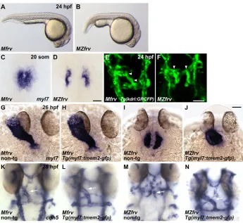 Fig. 4. Maternal-zygotic frv mutants