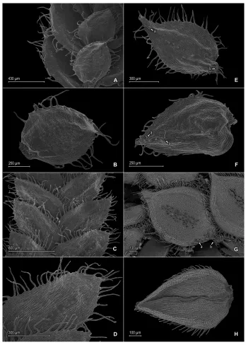 Figure 4. Selaginella blepharodella Valdespino. A Section of upper surface of stem B Upper surface of median leaf C Section of lower surface of stem D Lower surface of lateral leaf E Upper surface of median leaf, note: cilium-like or tooth projection (a) a