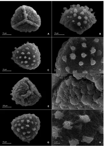 Figure 5. Selaginella blepharodella Valdespino. A Microspore proximal face B Microspore equatorial view C Microspore distal face D Close-up of microspore distal face surface E Microspore proximal-equatorial view F Close-up of microspore proximal face surface G Microspore distal face H Close-up of microspore distal face surface A–H taken from holotype, Moraes & van der Werff 2933 (PMA).