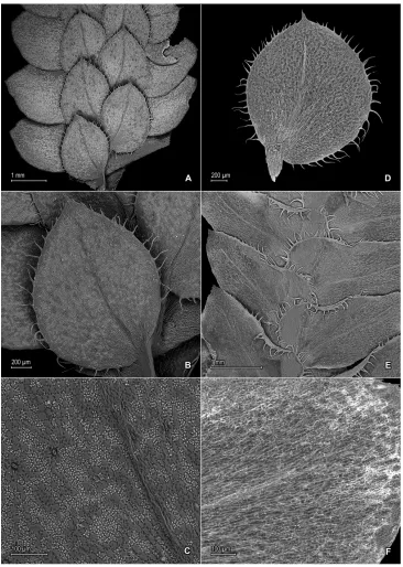 Figure 8. Selaginella mucronata G. Heringer, Salino & Valdespino. A Section of upper surface of stem B Upper surface of median leaf C Close-up of upper surface of median leaf D Lower surface of median leaf E Section of lower surface of stem F Close-up of l