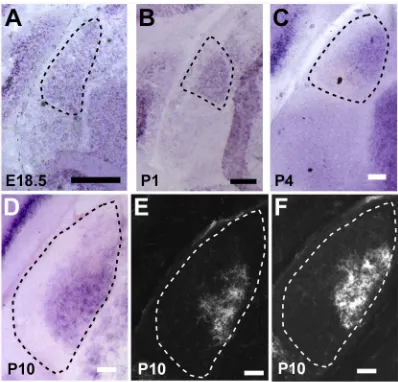 Fig. 1. Nell2 expression in the developing mouse dLGN. Coronal sectionsthrough the dLGN prepared from E18.5 (A), P1 (B), P4 (C) and P10 (D-F)mouse embryos are shown