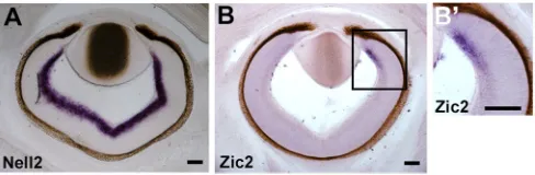 Fig. 5. Specific repulsion ofcontralaterally projecting RGC axonsby Nell2. VN (A,B) and VT (C) retinalaxons were grown on alternating stripesconsisting of Nell2-AP- (A,C) or AP-(B) containing substrata [labelled withfluorescent microspheres (magenta)]and A