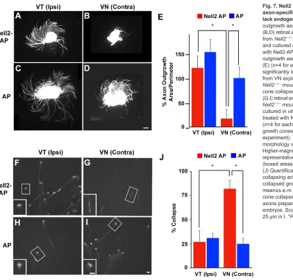 Fig. 7. Nell2 causes contralateralaxon-specific inhibition in RGCs thatgrowth cones were observed in eachexperiment)