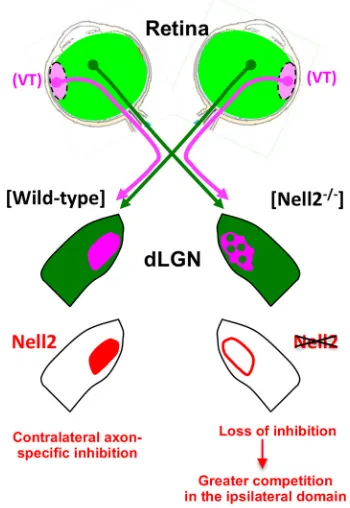 figure legends. No statistical methods were used to predetermine the sample