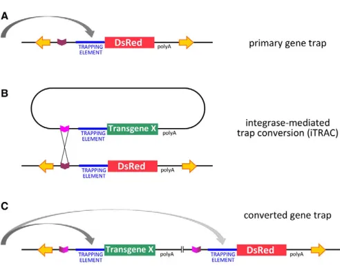Fig. 1. Gene-trap and trap conversion strategy. (trapping construct based on a transposon vector (yellow invertedarrows), carrying a element (core promoter or splice acceptor) upstream of a reporter gene(Depending on its insertion site in the genome, the r