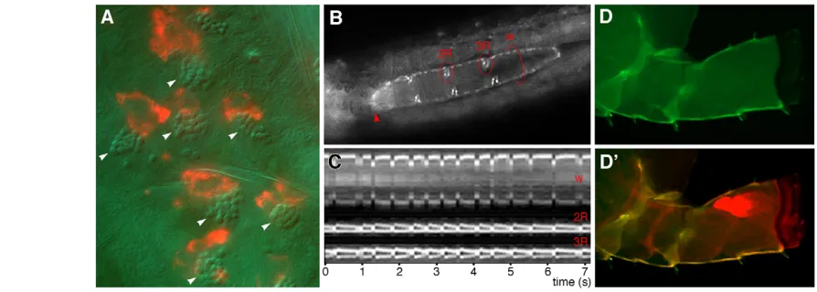 Fig. 3. Using gene traps to visualise physiology and development in Parhyalepairs of inflow valves; the outflow valve, at the anterior end of the heart (arrowhead), is out of focus