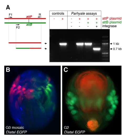 Fig. 4. Integrase-mediated trap conversion (iTRAC) in Parhyaleand assaying recombination by PCR using primers F1, F2 and R