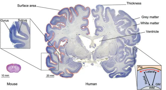 Fig. 1. Neocortex morphology. Coronal sections of themouse (left) and human (right) adult neocortex areshown