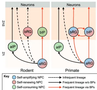 Fig. 4. NPC lineage relationships in the developing neocortex. Lineagerelationships of NPCs in the developing neocortex of a representativelissencephalic rodent (left) and a gyrencephalic primate (right)