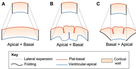 Fig. 5. Principal types of neocortex lateral expansion. (A,B) Equalexpansion of the ventricular (apical) and pial (basal) surfaces of the corticalwall could occur without (A) and with (B) the folding of both surfaces.(C) Expansion of the pial (basal), but not the ventricular (apical), surfaceof the cortical wall results in folding of the pial (basal) surface.