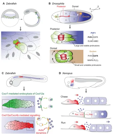 Fig. 8. Chemotaxis and chemotactic gradients during development. (A) Top: Zebrafish primordial germ cells (PGCs, green) begin migrating (greenactivate Rac at their cell front, migrate towards (cell repolarisation through Rac inhibition and pre-placodal cel