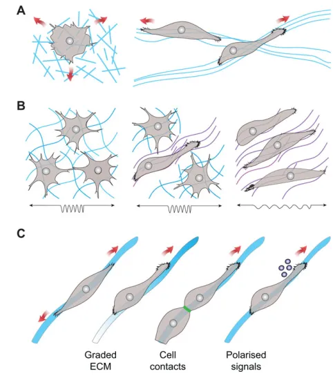 Fig. 2. ECM-mediated contact guidance. (A) Contact guidance is theprocess by which cells sense and use inhomogeneities of the substrate toadhere, polarise and orient their migration