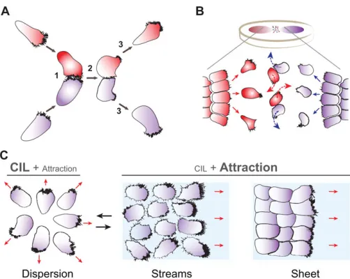 Fig. 3. Contact inhibition of cell locomotion. (A) Contact inhibition of celllocomotion (CIL) is the process by which migrating cells move apart from eachother following an event of cell-cell collision