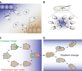 Fig. 4. Chemotaxis and chemotactic gradients. (A) Chemotaxismodels, cells respond to changes in the chemoattractant gradientby correcting the actual movement (red arrow) to the presumptivedirection (green arrow) or through the generation of neworganising, 