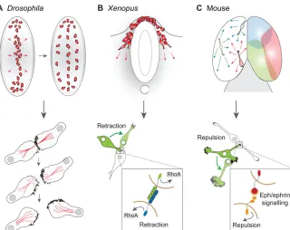 Fig. 7. Contact inhibition of cell locomotion duringdevelopment. (A) Haemocytes use contact inhibitionof locomotion (CIL) to disperse from the ventral midlineto form a ‘three-lined’ organisation in the Drosophilaembryo