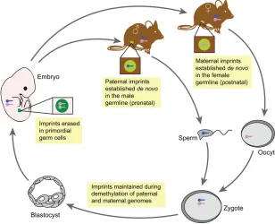 Fig. 1. Establishment, maintenance and erasure ofgenomic imprints during mouse development.Imprints are acquired in a sex-specific manner in themature germline (light green circles) during development,with paternal imprints (blue chromosomes) beingestablis