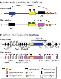 Fig. 2. Imprinting mechanisms. (A) The insulator model is bestlocus is DNA methylated
