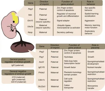 Fig. 3. A summary of imprinted genefunctions during embryogenesis. Examples ofimprinted genes and their functions in the brain(top box), in the placenta (lower box) and ingeneral growth (left-hand boxes) duringembryonic development are listed.